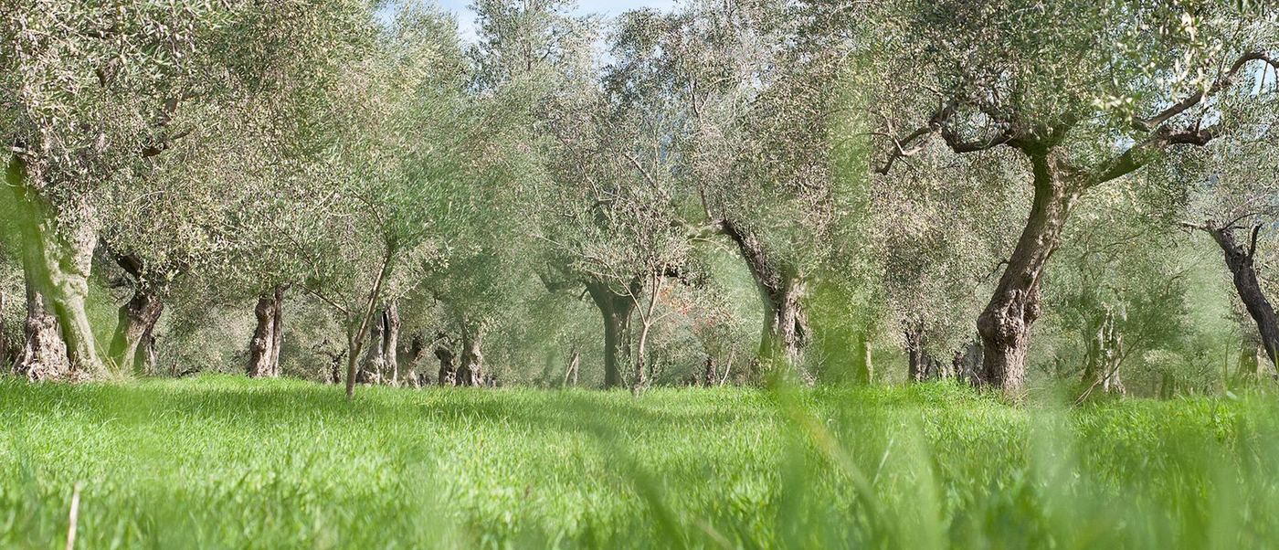 Gaj oliwny Epikouros w Grecji