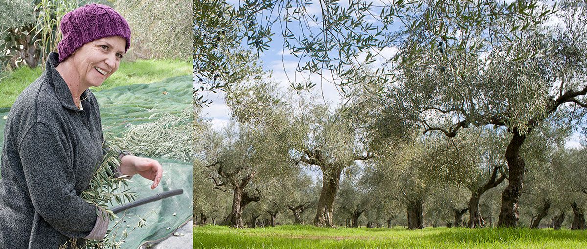 Produkcja biodynamiczna oliwy — jak powstaje oliwa Demeter krok po kroku